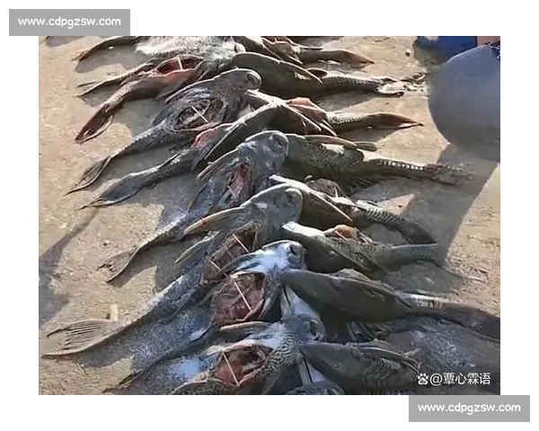 清道夫在生态系统中的角色与外来入侵风险深度解析生态平衡影响